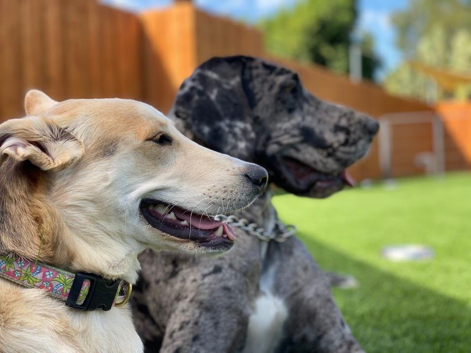 Crafty Canine Club Image